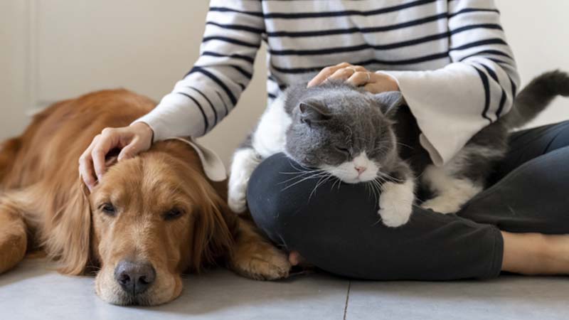 cão e gato com a dona em casa